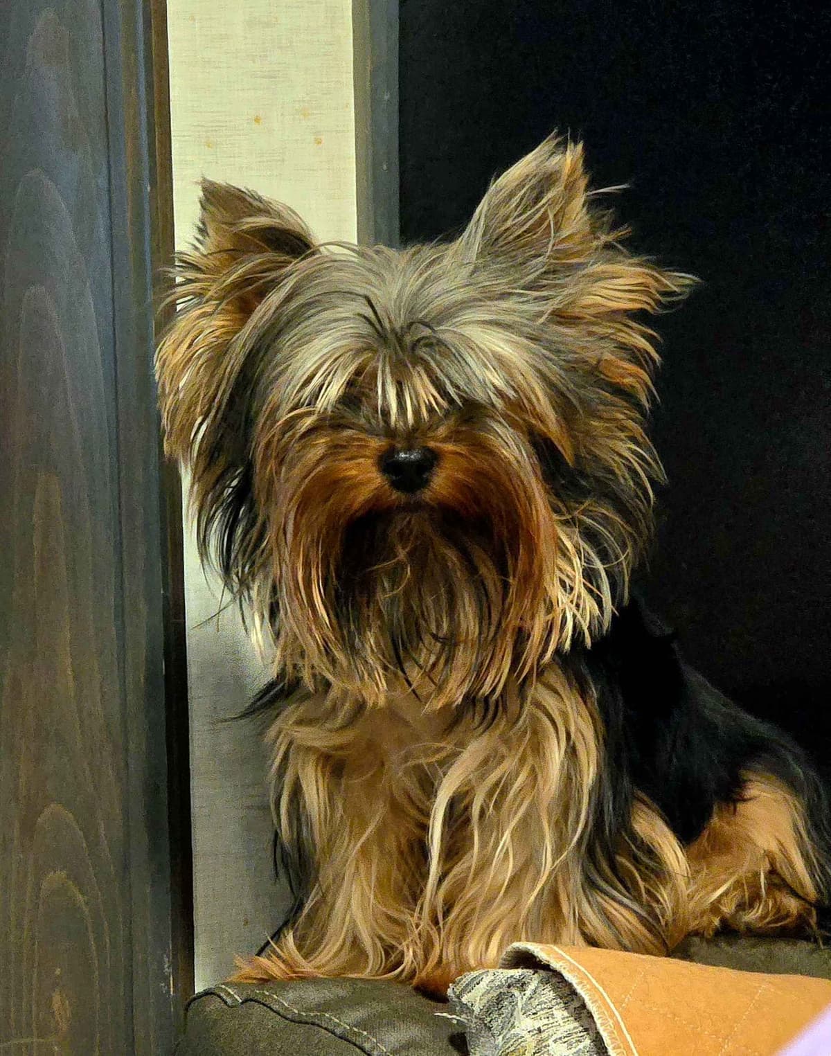 Yorkshire Terrier Puppies breeder image 5
