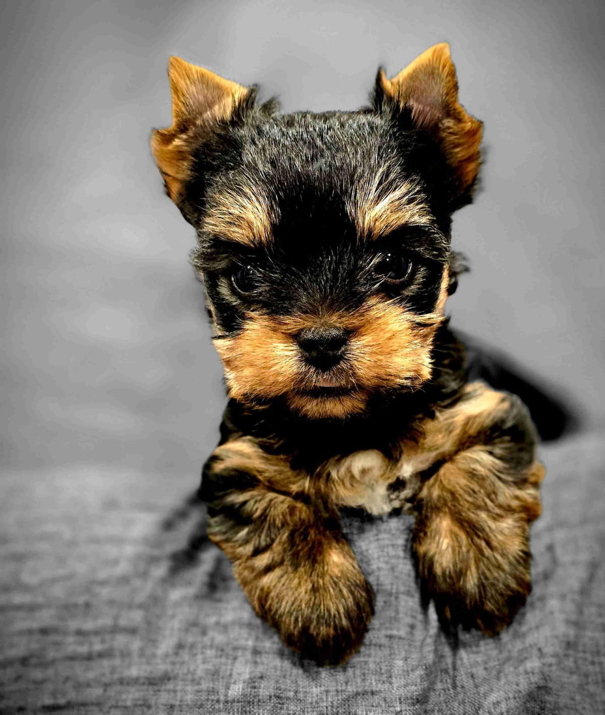 Yorkshire Terrier Puppies breeder image 6