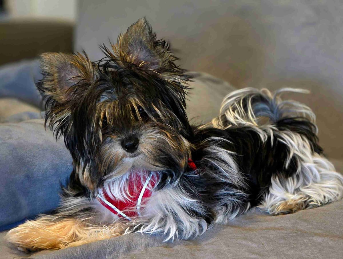 Yorkshire Terrier Puppies breeder image 8