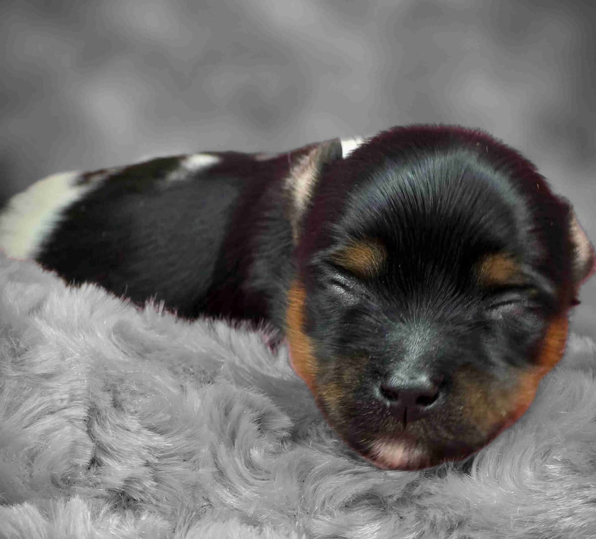 Yorkshire Terrier Puppies breeder image 9