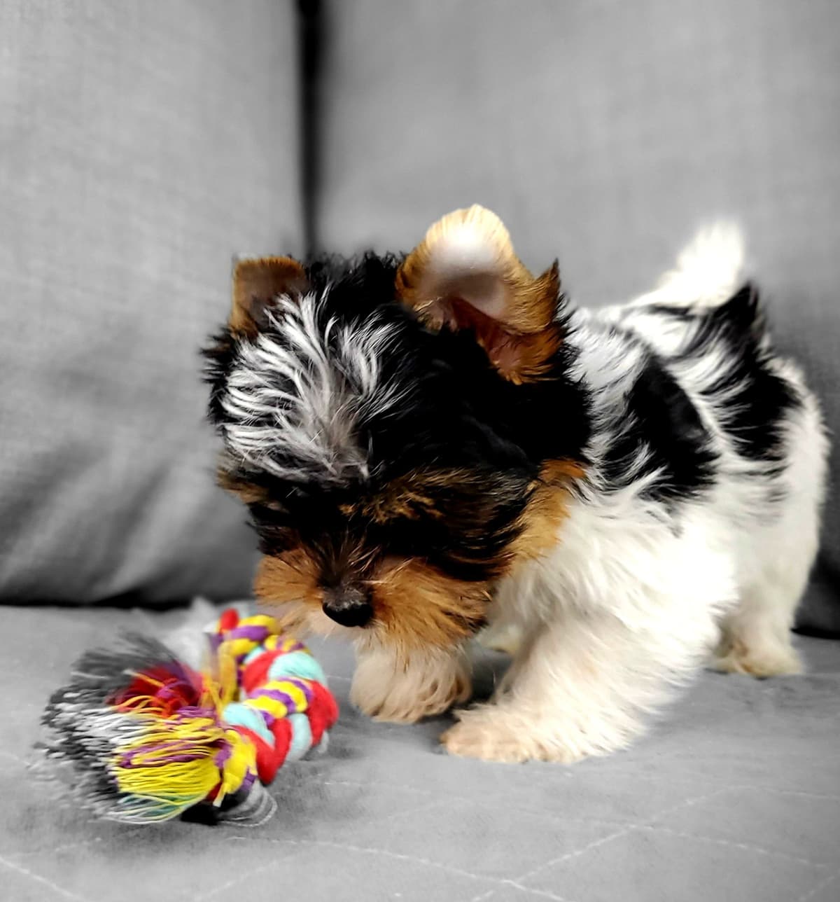 Yorkshire Terrier Puppies breeder image 10