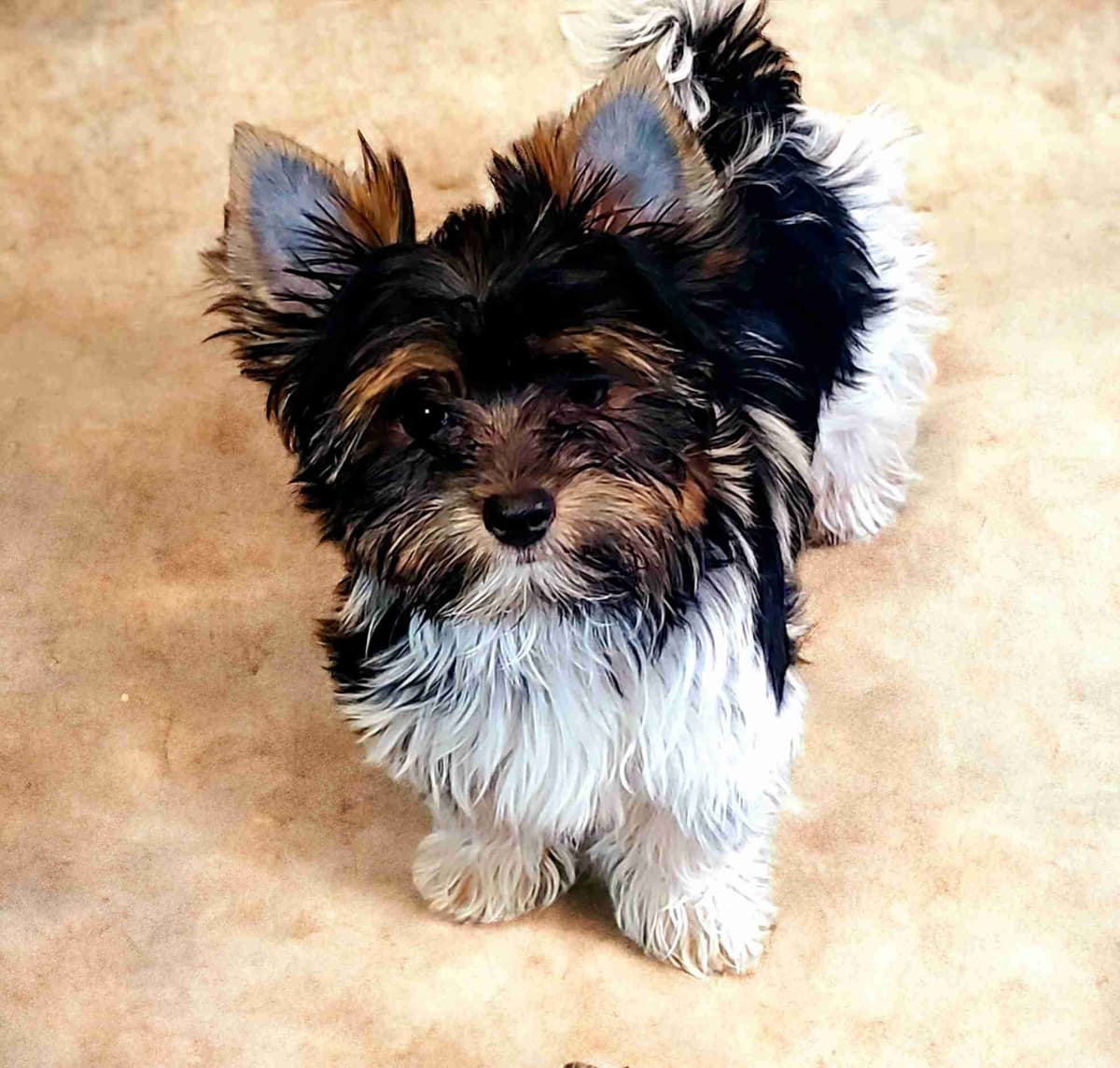 Yorkshire Terrier Puppies breeder image 11