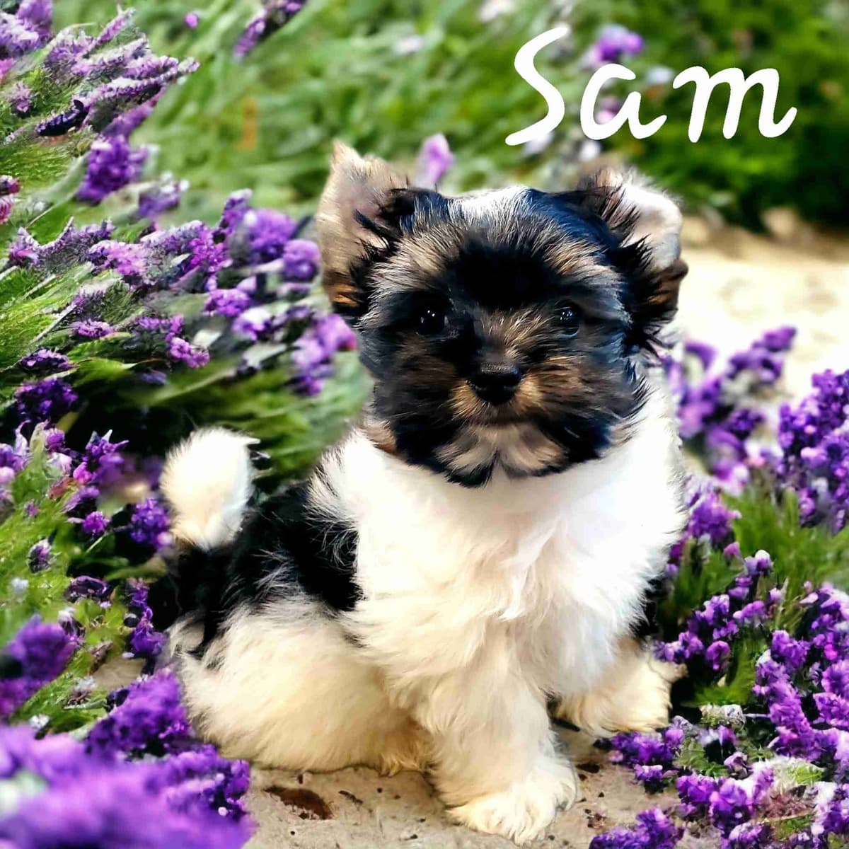 Yorkshire Terrier Puppies breeder image 12