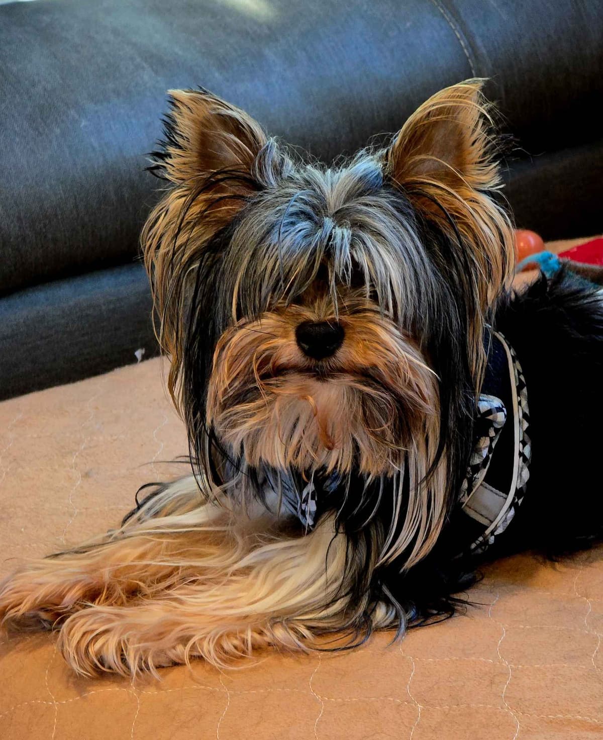 Yorkshire Terrier Puppies breeder image 14