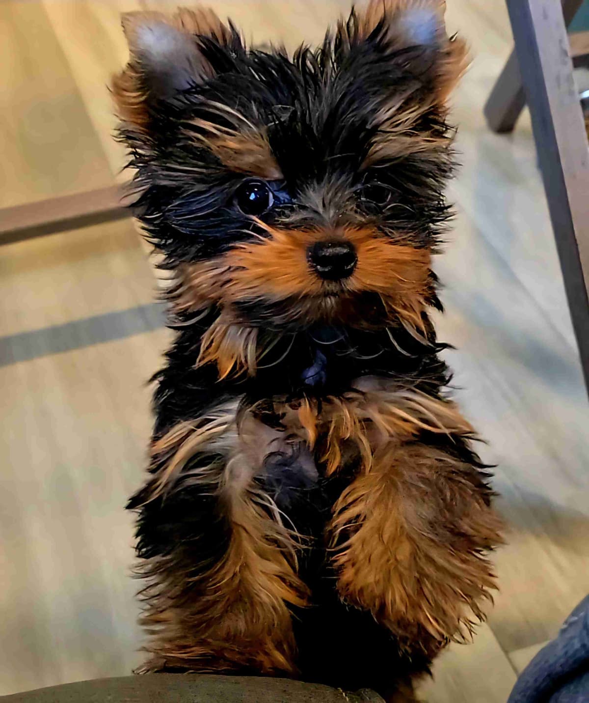 Yorkshire Terrier Puppies breeder image 15