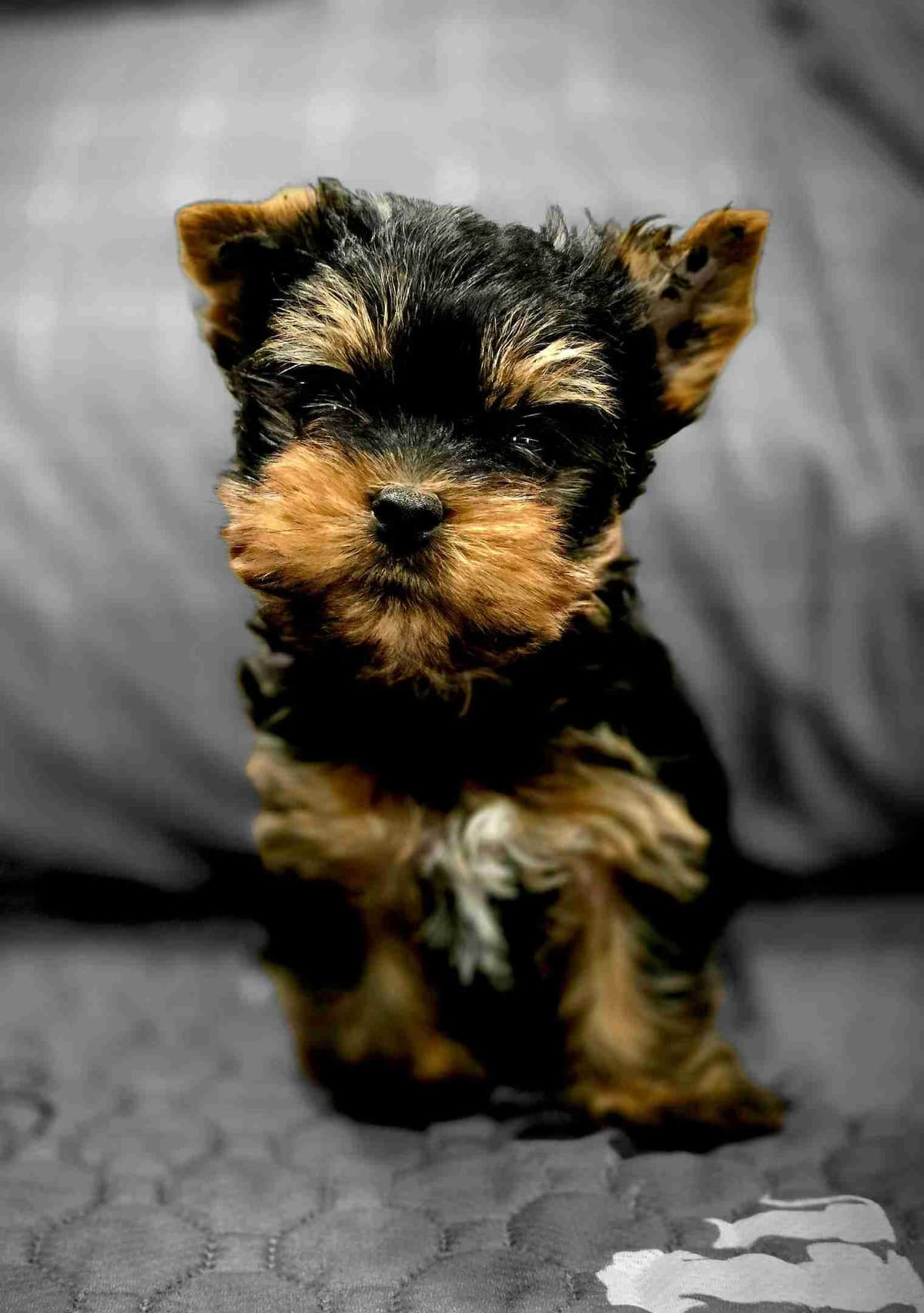 Yorkshire Terrier Puppies breeder image 16