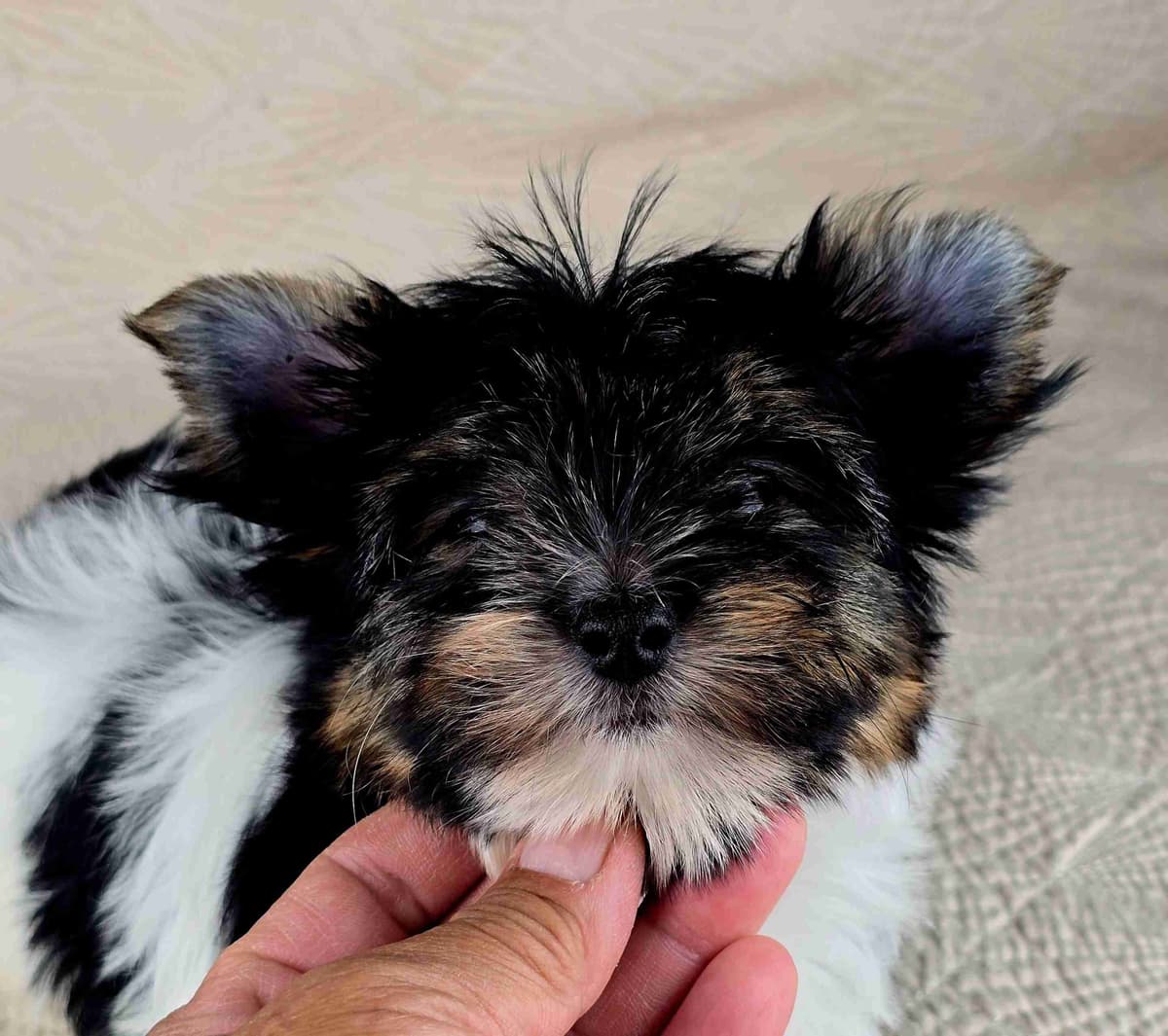 Yorkshire Terrier Puppies breeder image 17