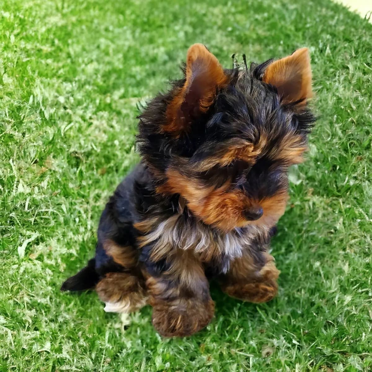 Yorkshire Terrier Puppies breeder image 18