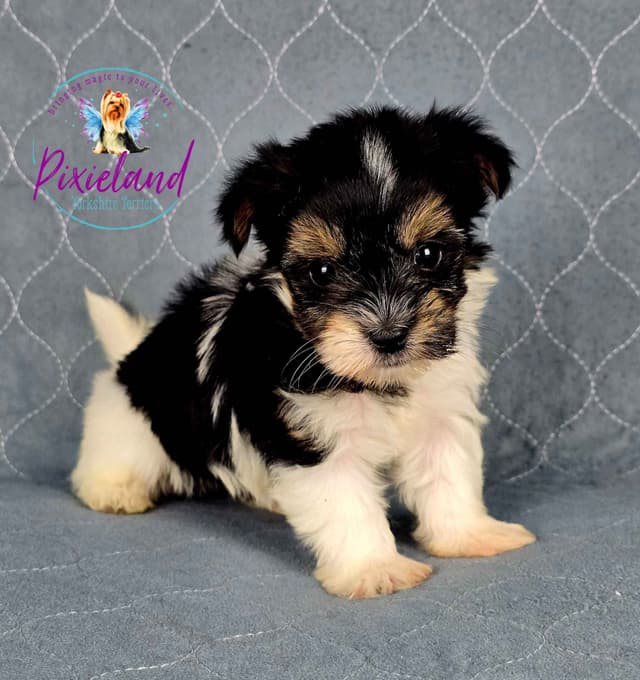 Yorkshire Terrier Puppies media 2