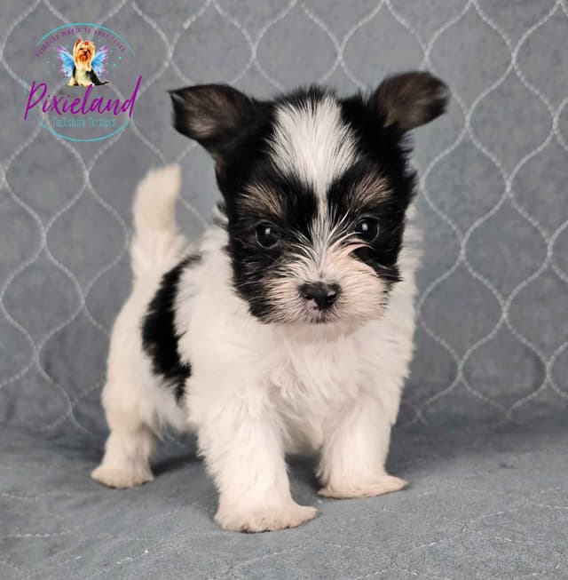 Yorkshire Terrier Puppies media 3