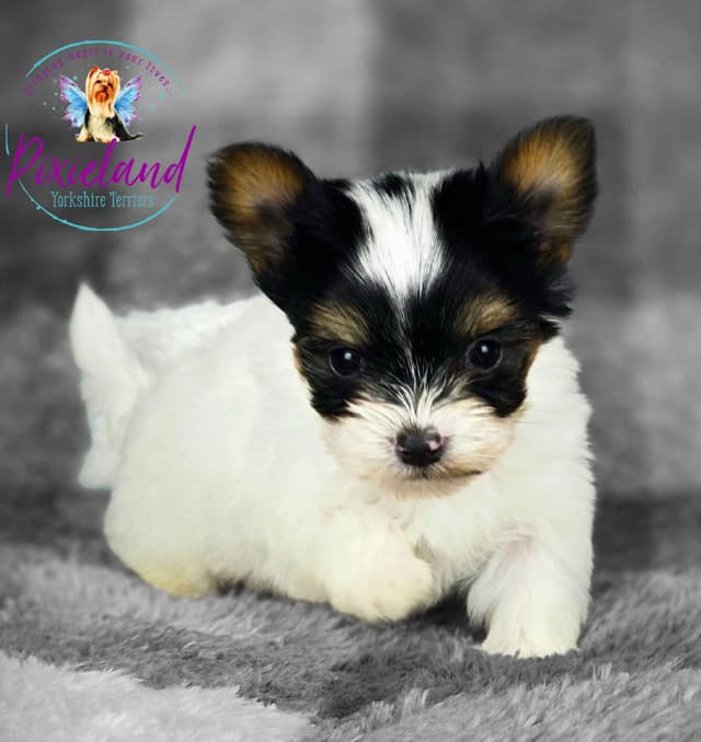 Yorkshire Terrier Puppies media 5