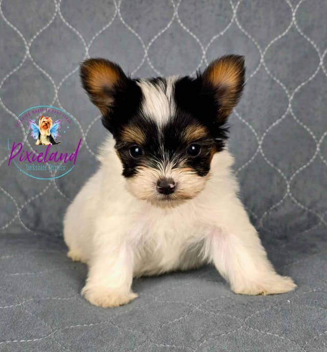 Yorkshire Terrier Puppies media 6