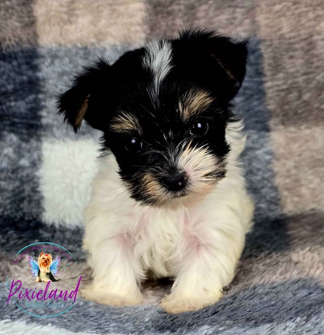 Yorkshire Terrier Puppies media 7