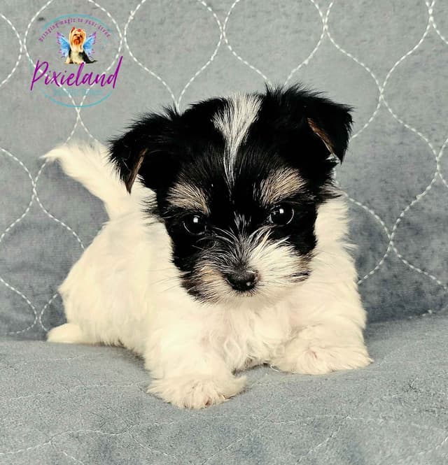 Yorkshire Terrier Puppies media 8