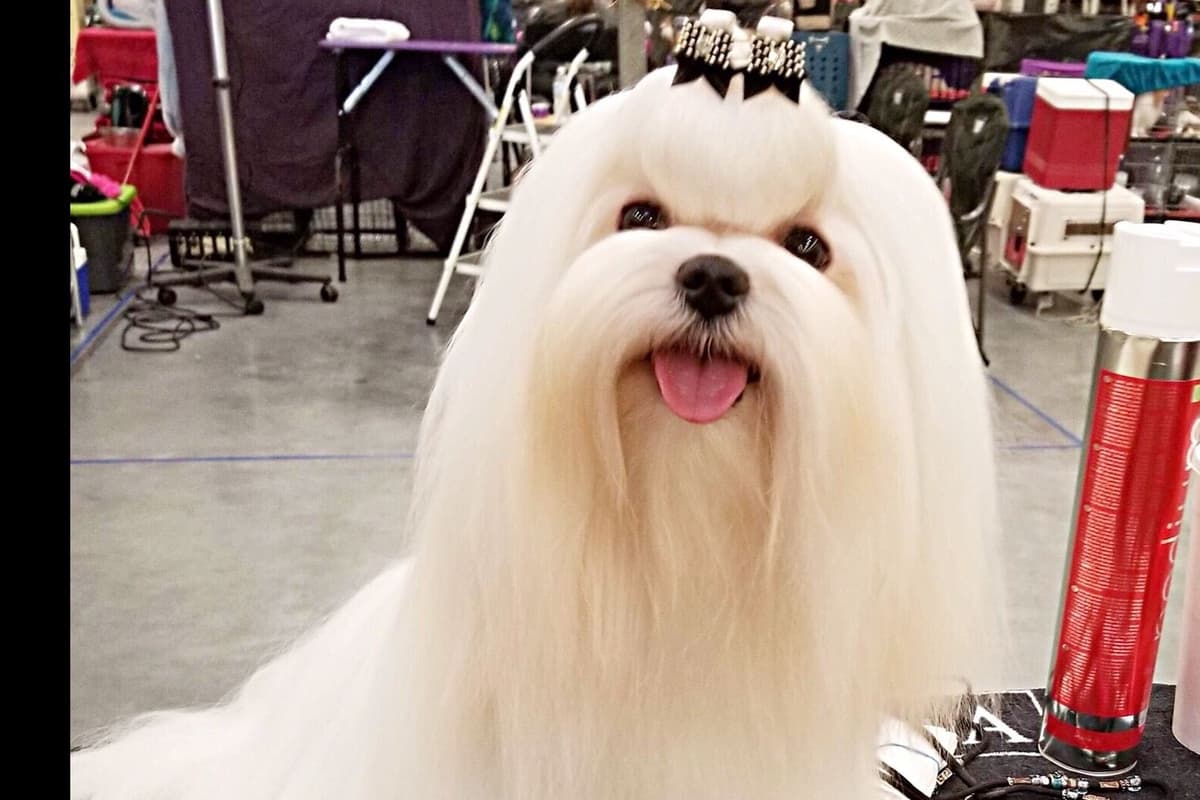 Grand Champion Sired Maltese Puppies breeder image 1