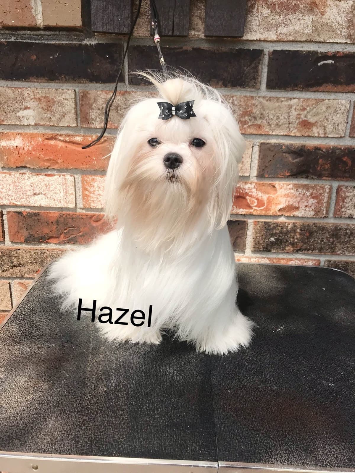 Grand Champion Sired Maltese Puppies breeder image 5