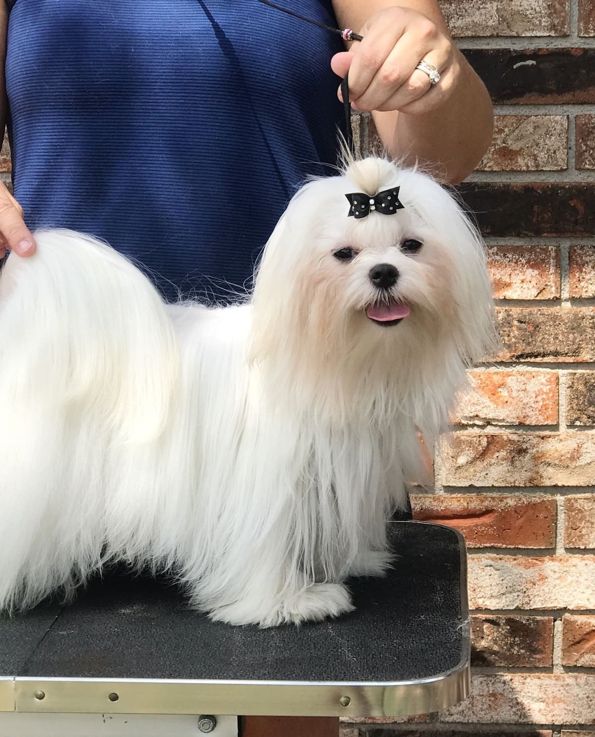 Grand Champion Sired Maltese Puppies breeder image 4
