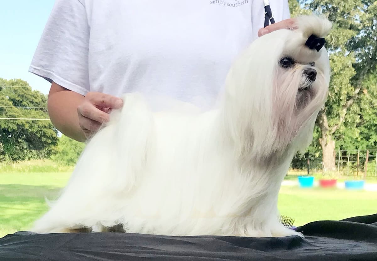 Grand Champion Sired Maltese Puppies breeder image 8
