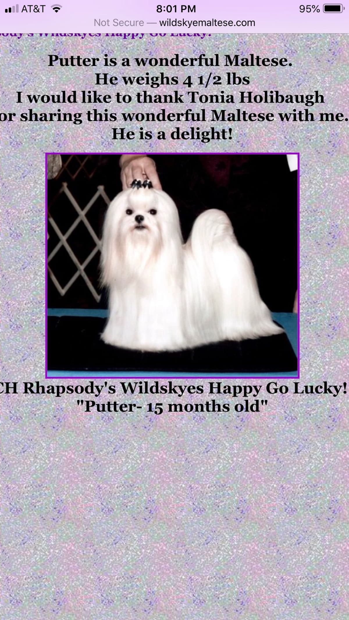Grand Champion Sired Maltese Puppies breeder image 7