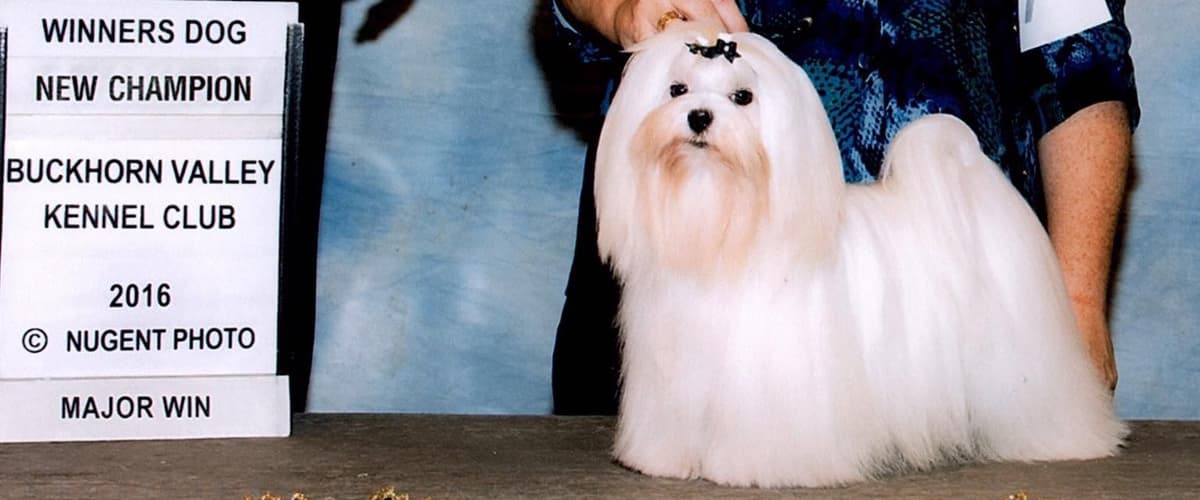 Grand Champion Sired Maltese Puppies breeder image 6