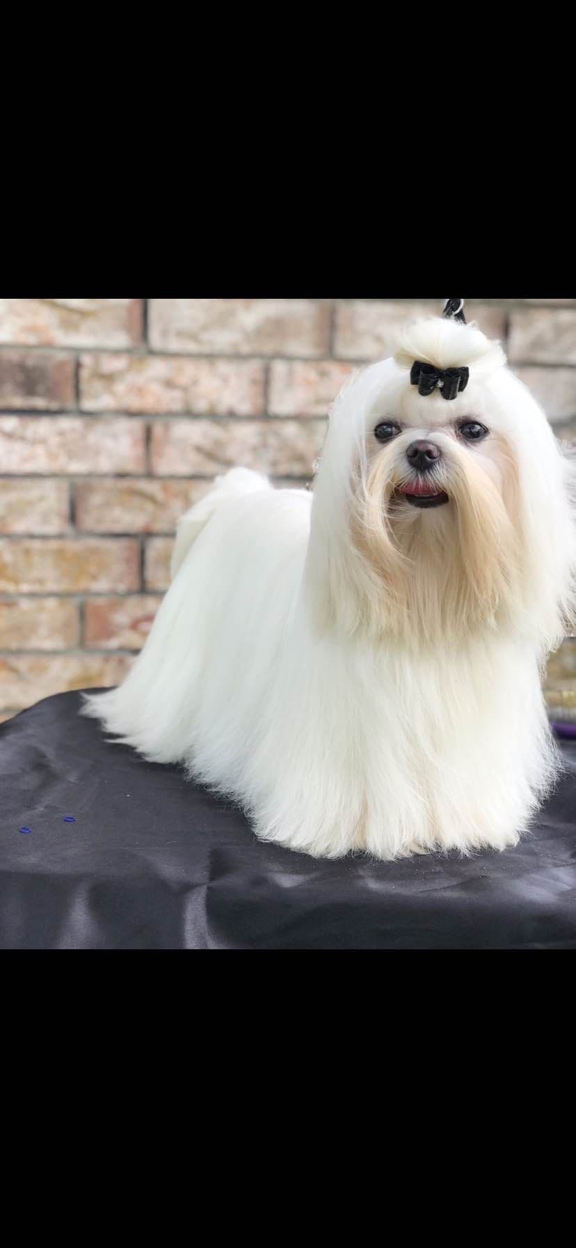 Grand Champion Sired Maltese Puppies breeder image 9