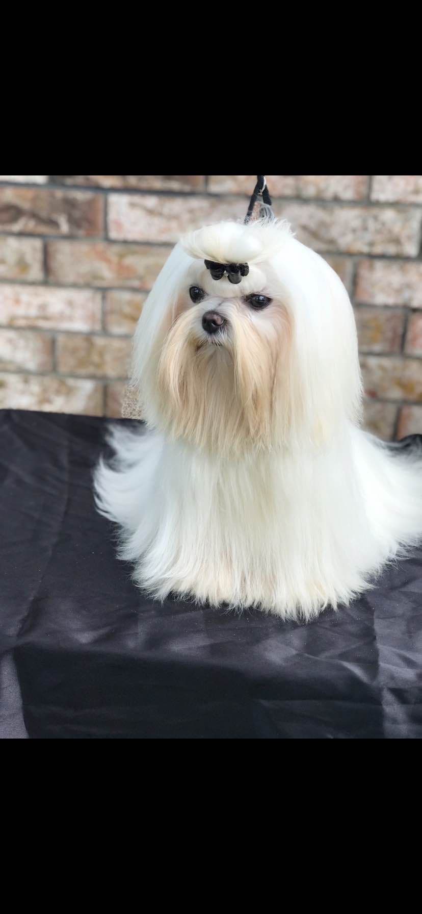 Grand Champion Sired Maltese Puppies breeder image 10