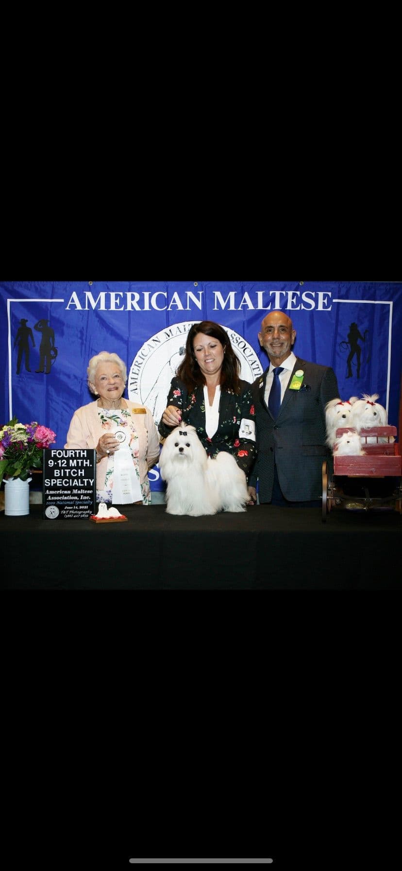 Grand Champion Sired Maltese Puppies breeder image 3