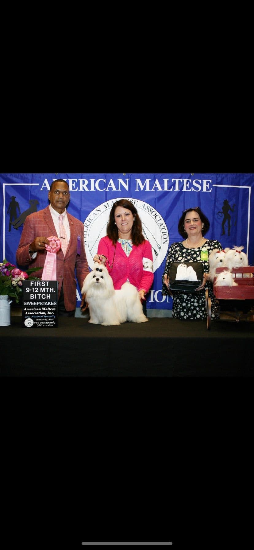 Grand Champion Sired Maltese Puppies breeder image 11