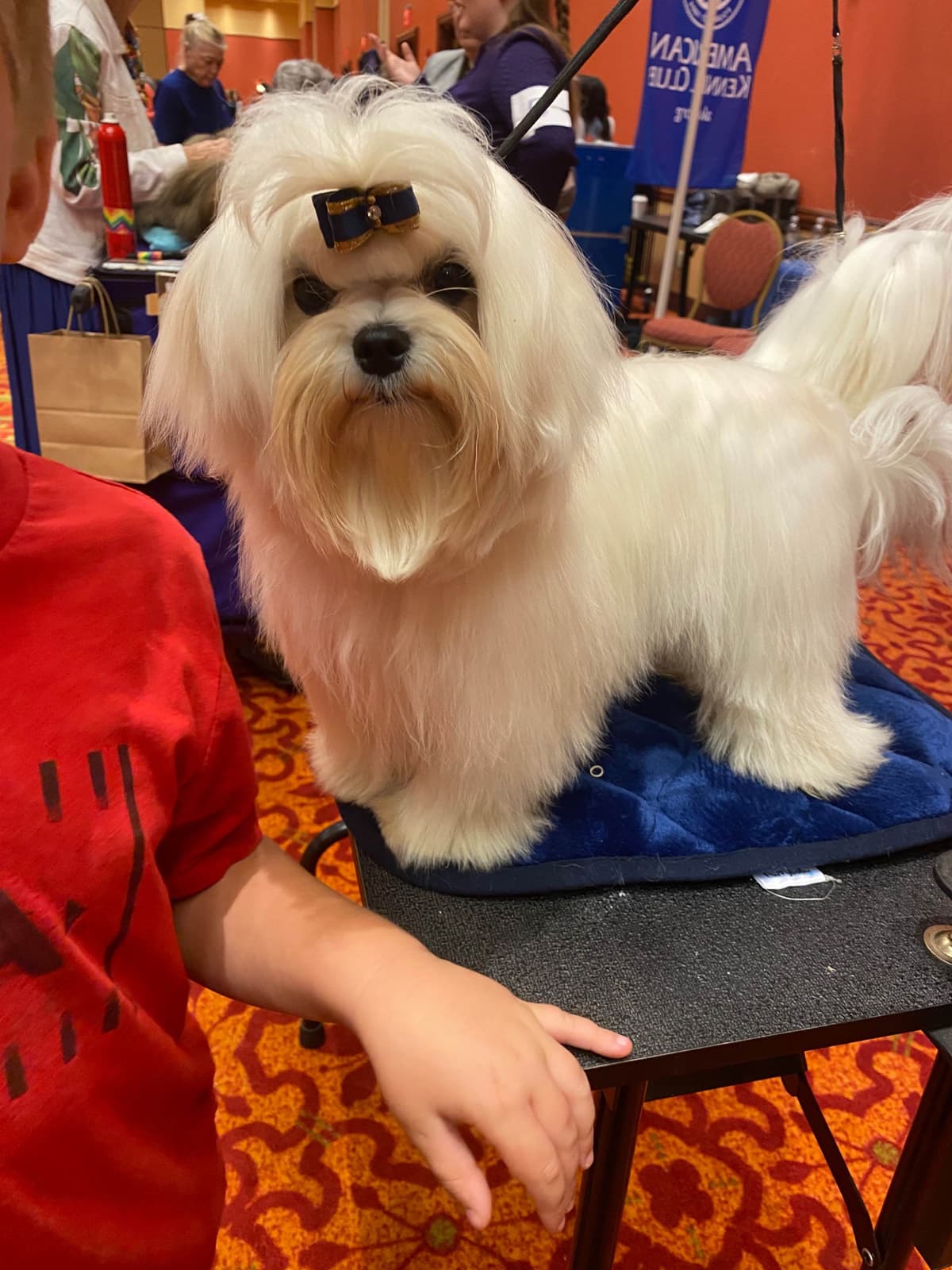 Grand Champion Sired Maltese Puppies breeder image 12