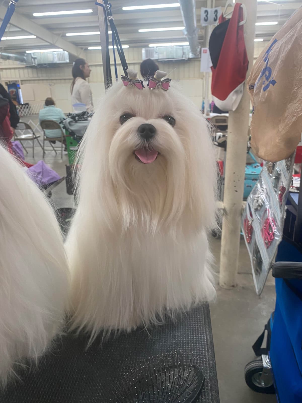Grand Champion Sired Maltese Puppies breeder image 13