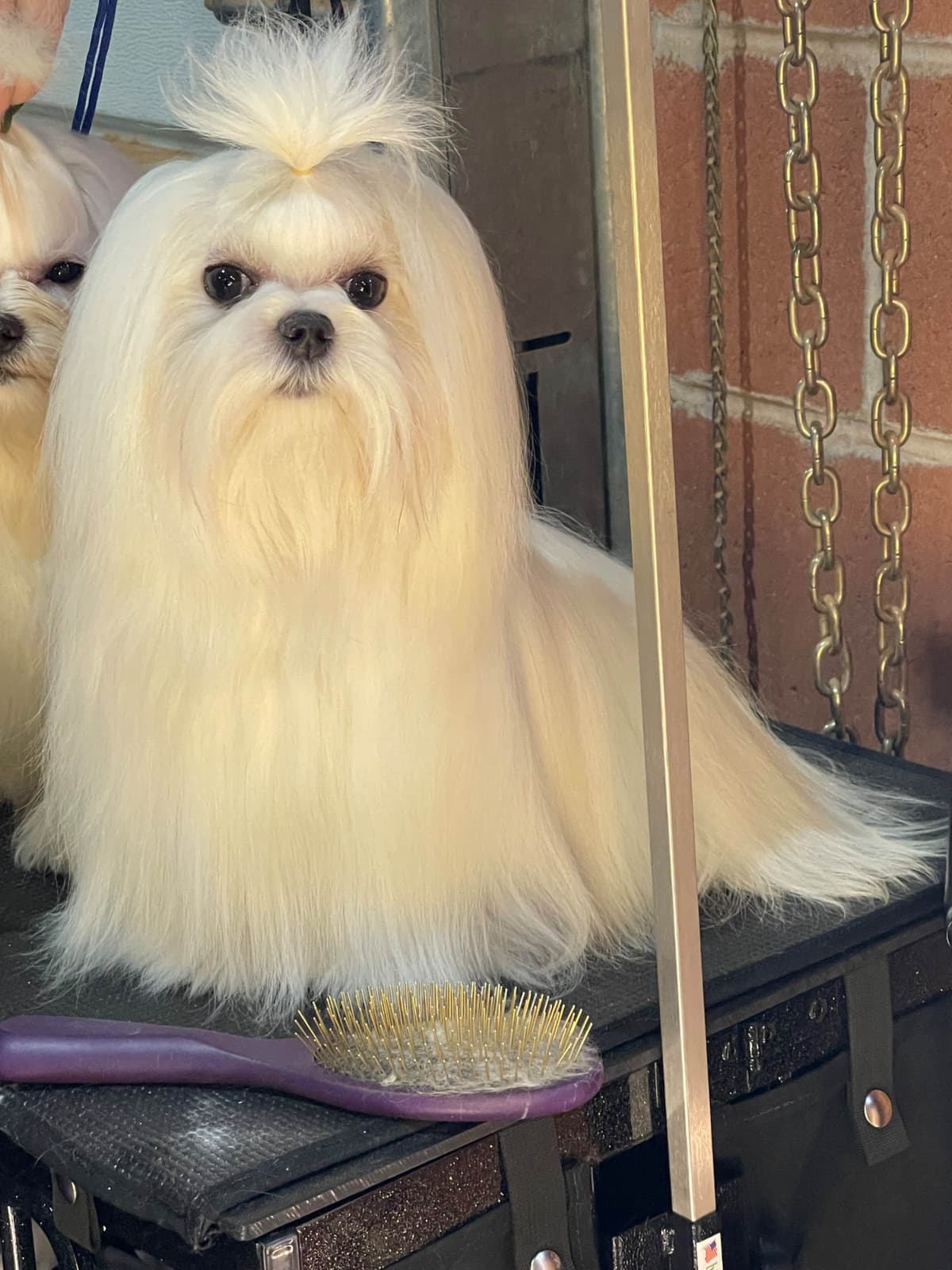 Grand Champion Sired Maltese Puppies breeder image 14