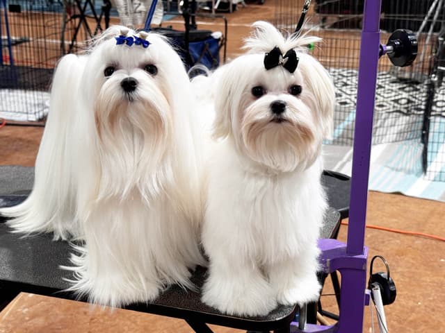 Grand Champion Sired Maltese Puppies media 7
