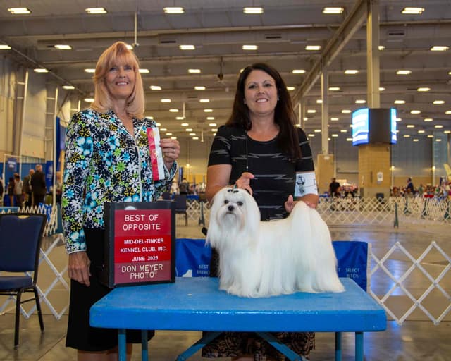 Grand Champion Sired Maltese Puppies media 8