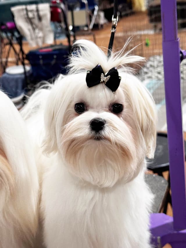 Grand Champion Sired Maltese Puppies media 9
