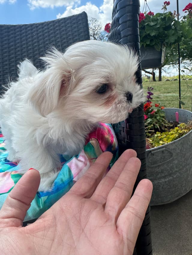 Grand Champion Sired Maltese Puppies media 10