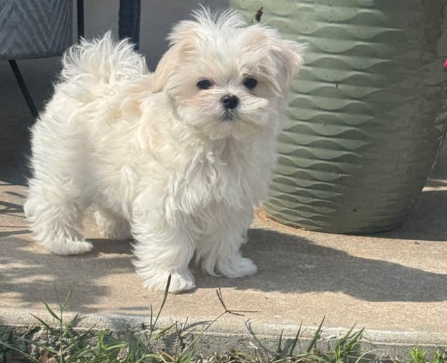 Grand Champion Sired Maltese Puppies media 11