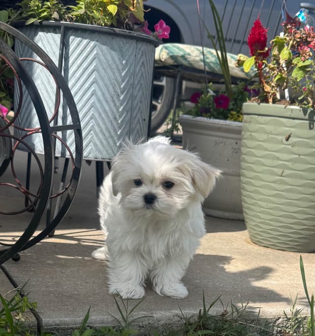Grand Champion Sired Maltese Puppies media 12