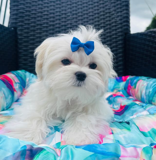 Grand Champion Sired Maltese Puppies media 13