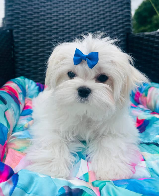Grand Champion Sired Maltese Puppies media 2
