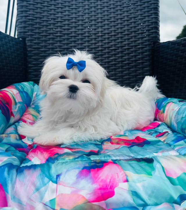 Grand Champion Sired Maltese Puppies media 3