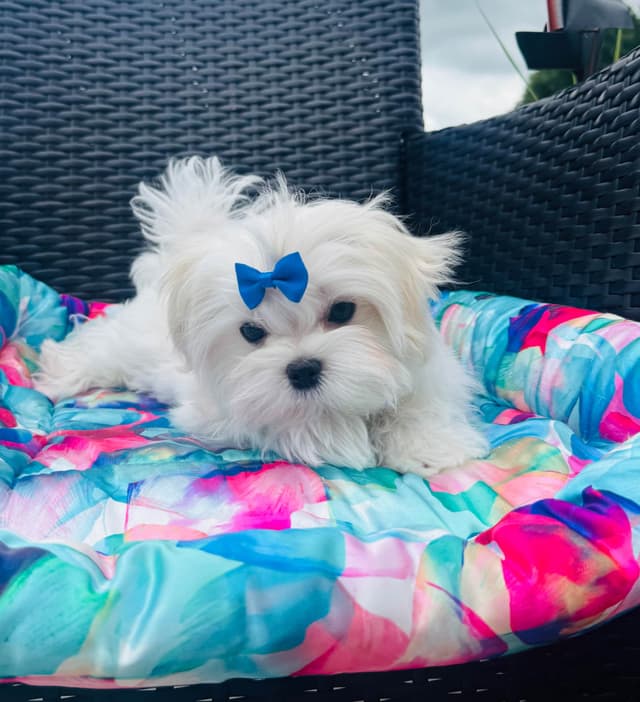 Grand Champion Sired Maltese Puppies media 4