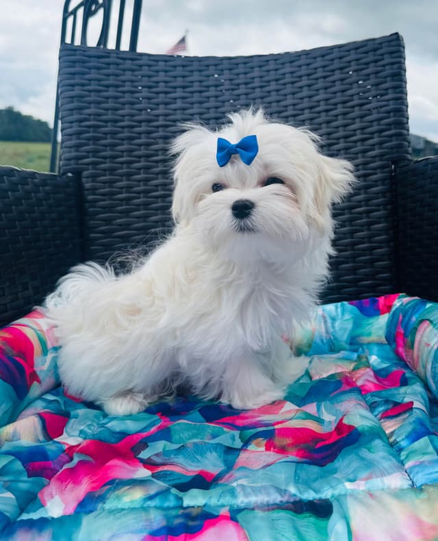 Grand Champion Sired Maltese Puppies media 5
