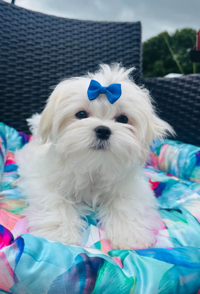 Grand Champion Sired Maltese Puppies media 6