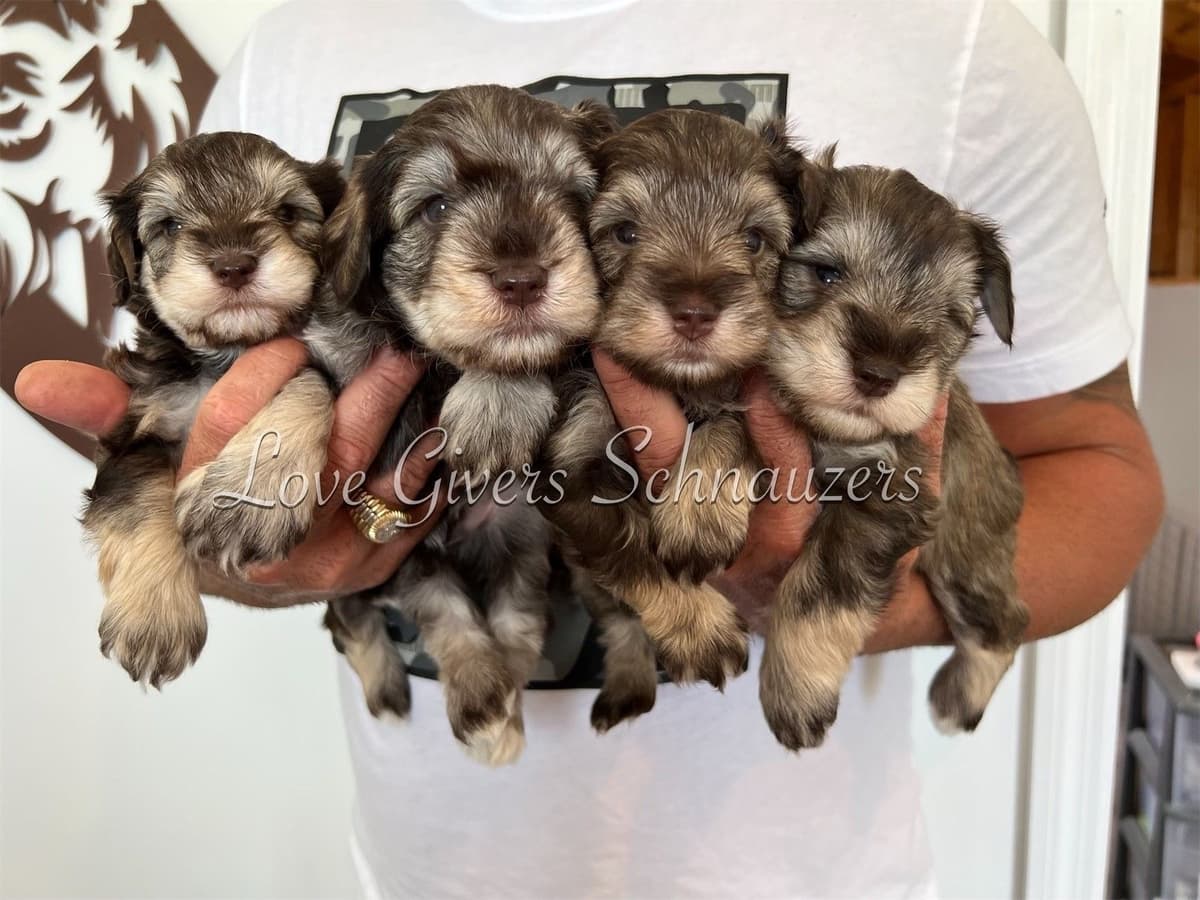 Miniature Schnauzer Puppies breeder image 5