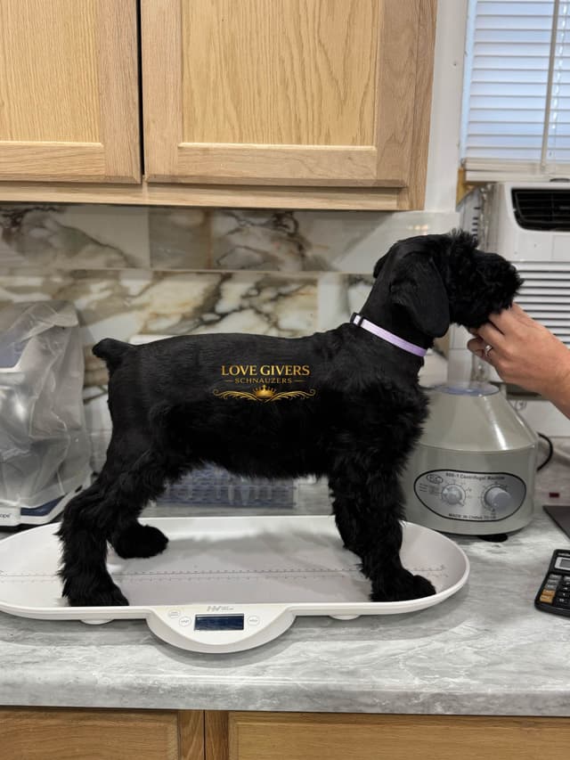 Female Giant Schnauzer Puppies Available media 2