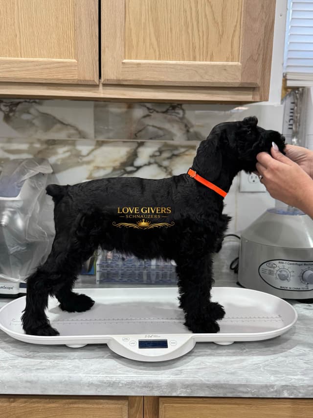 Female Giant Schnauzer Puppies Available media 3