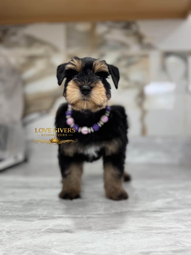 Miniature Schnauzer Puppies media 2