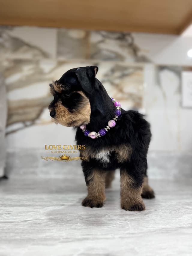 Miniature Schnauzer Puppies media 3
