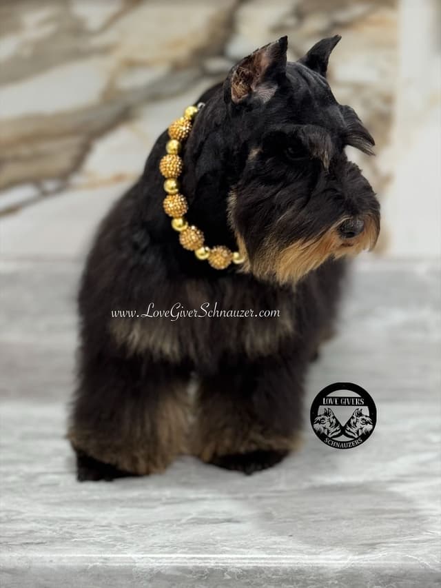 Miniature Schnauzer Puppies media 4