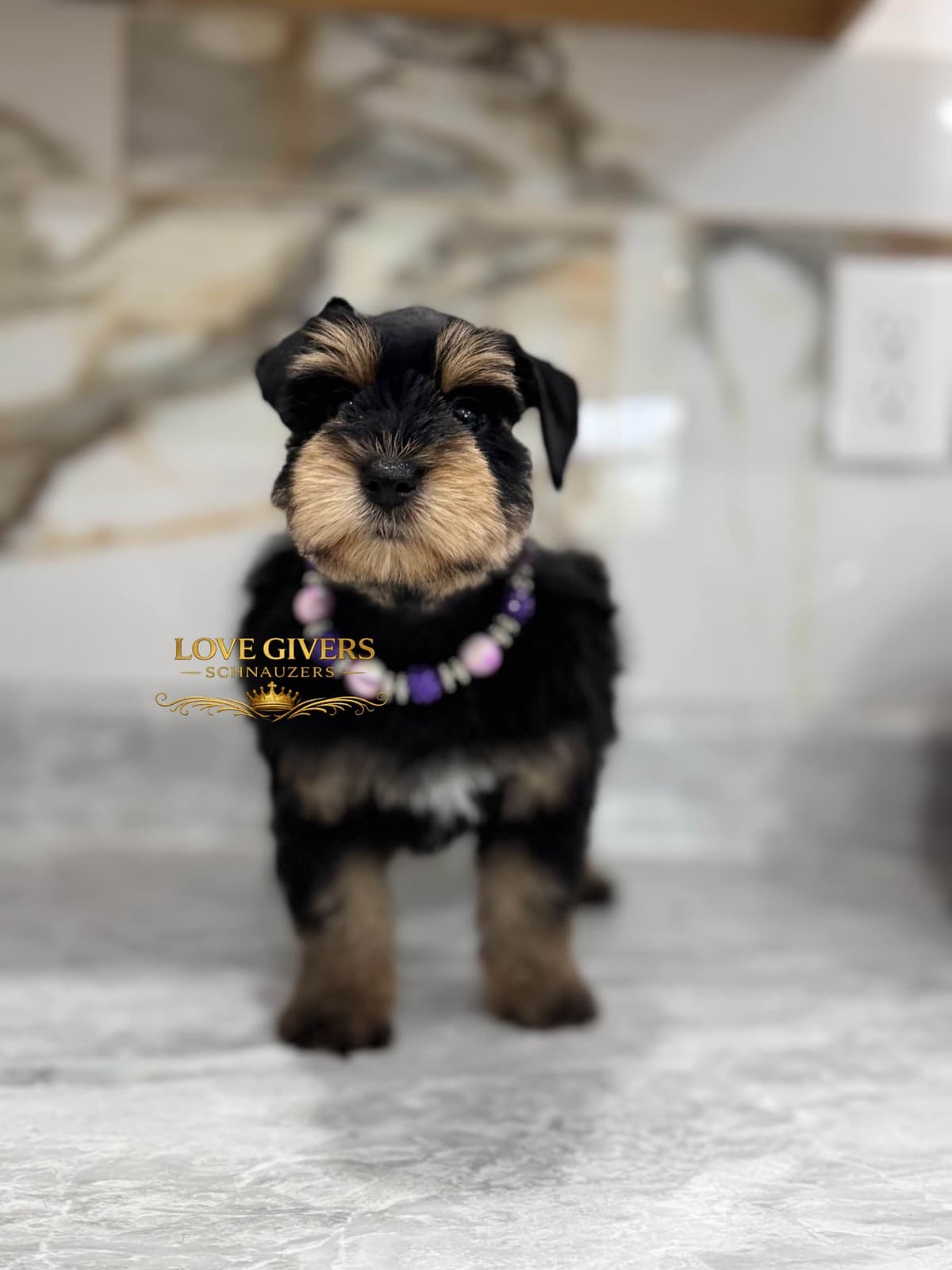 Miniature Schnauzer Puppies breeder image 6